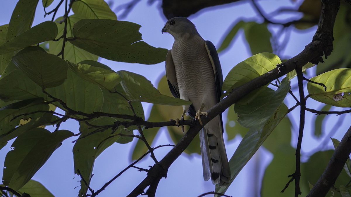 タカサゴダカ（badius グループ） - ML441645891