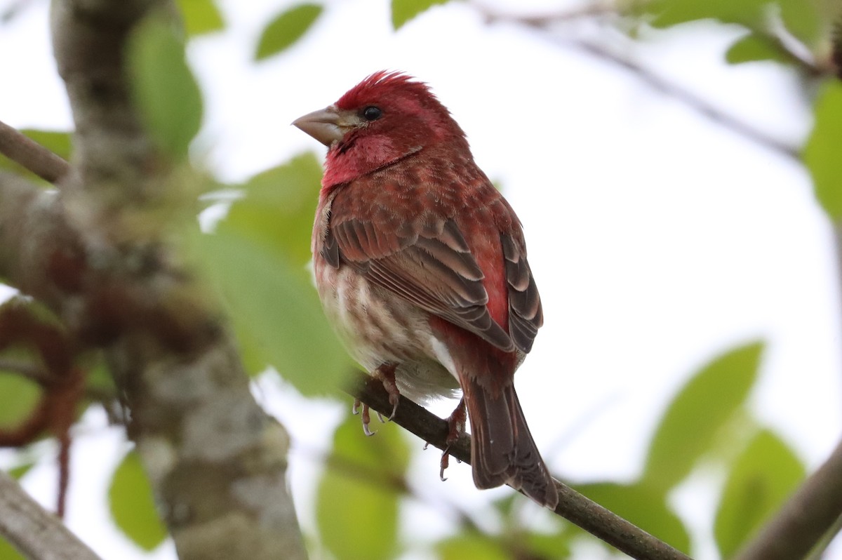 Purple Finch - ML441646191