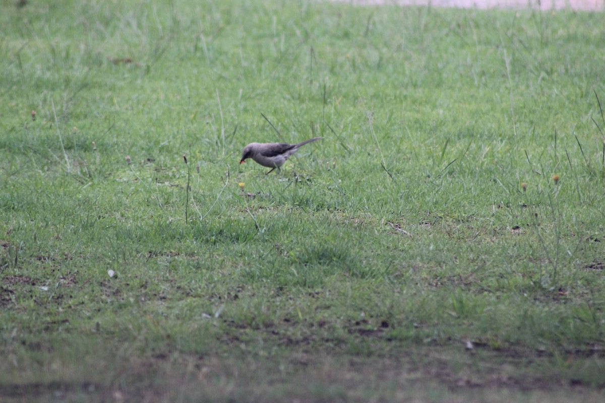 Tropical Mockingbird - ML441647951