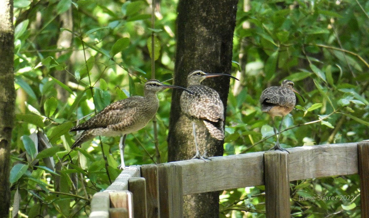 Whimbrel - ML441648051