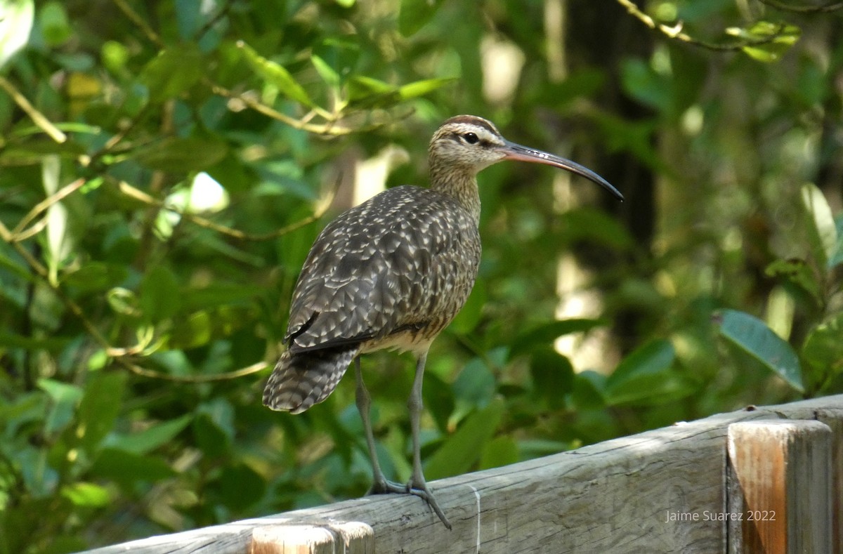 Whimbrel - jaime  suarez mejia