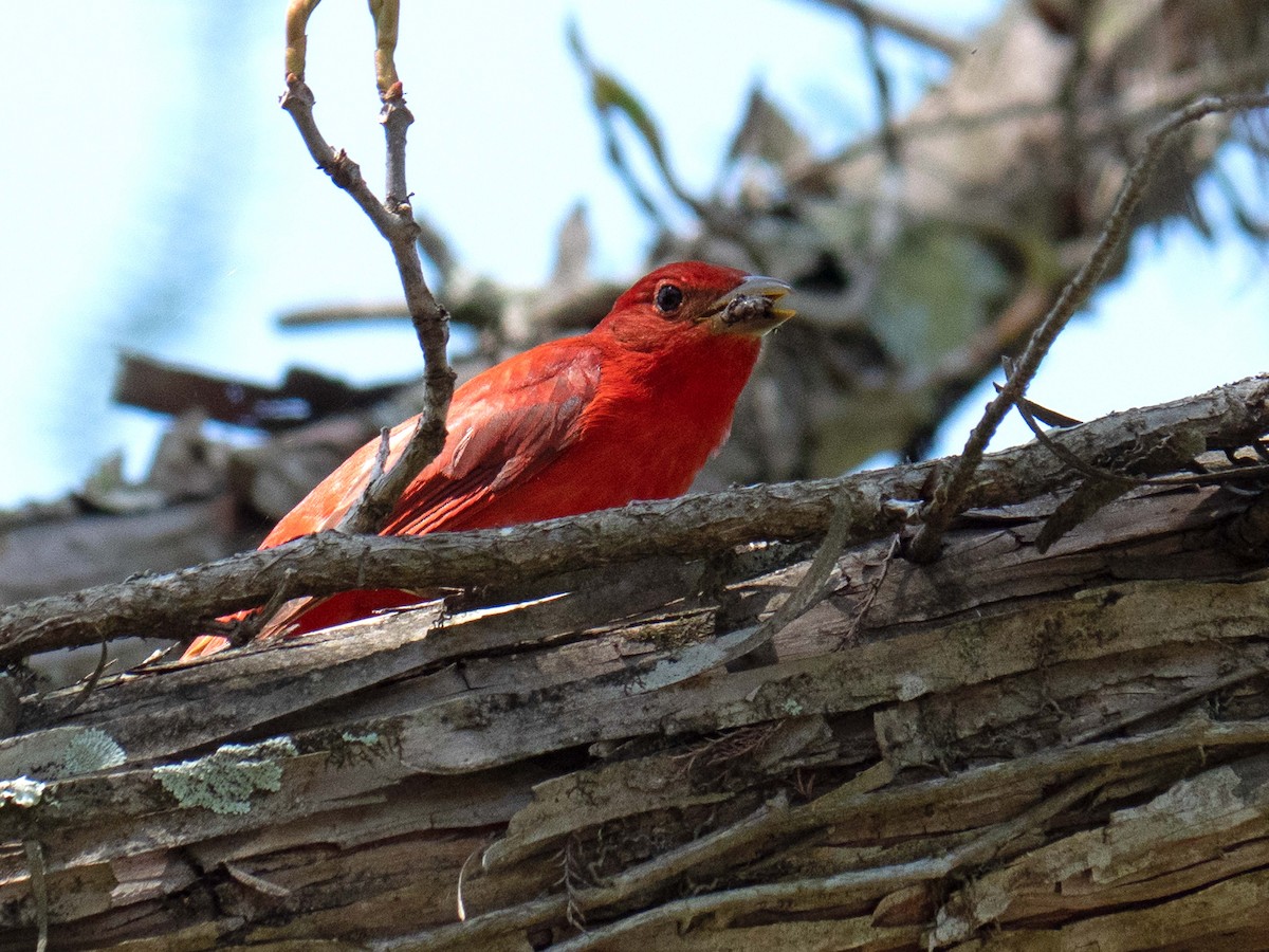 Summer Tanager - ML441648481