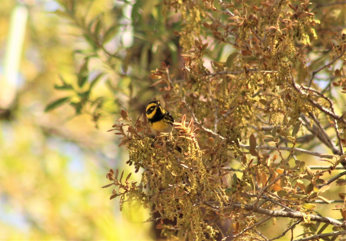 Townsend's Warbler - ML441649861