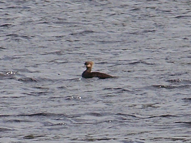 Red-breasted Merganser - ML441652111