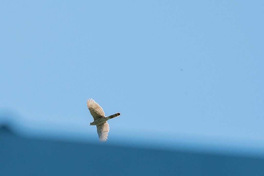 Cooper's Hawk - ML441653911