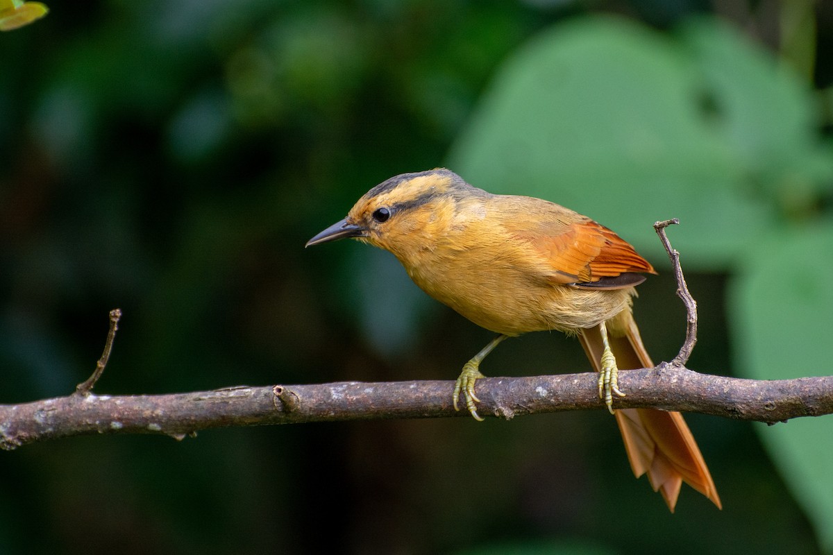 Buff-fronted Foliage-gleaner - ML441654031