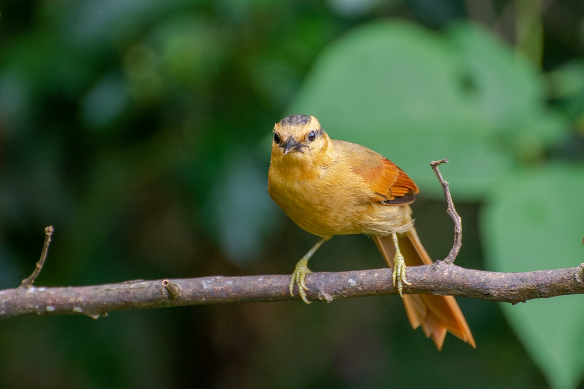 Buff-fronted Foliage-gleaner - ML441654211