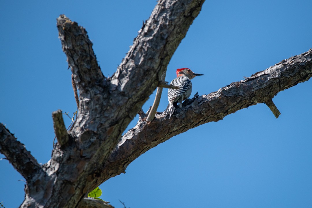 Red-bellied Woodpecker - Robert Morecraft