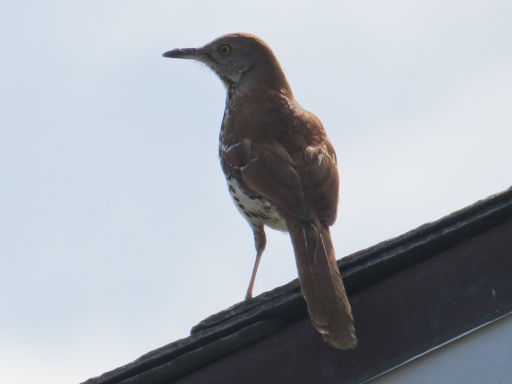 Brown Thrasher - ML441654601