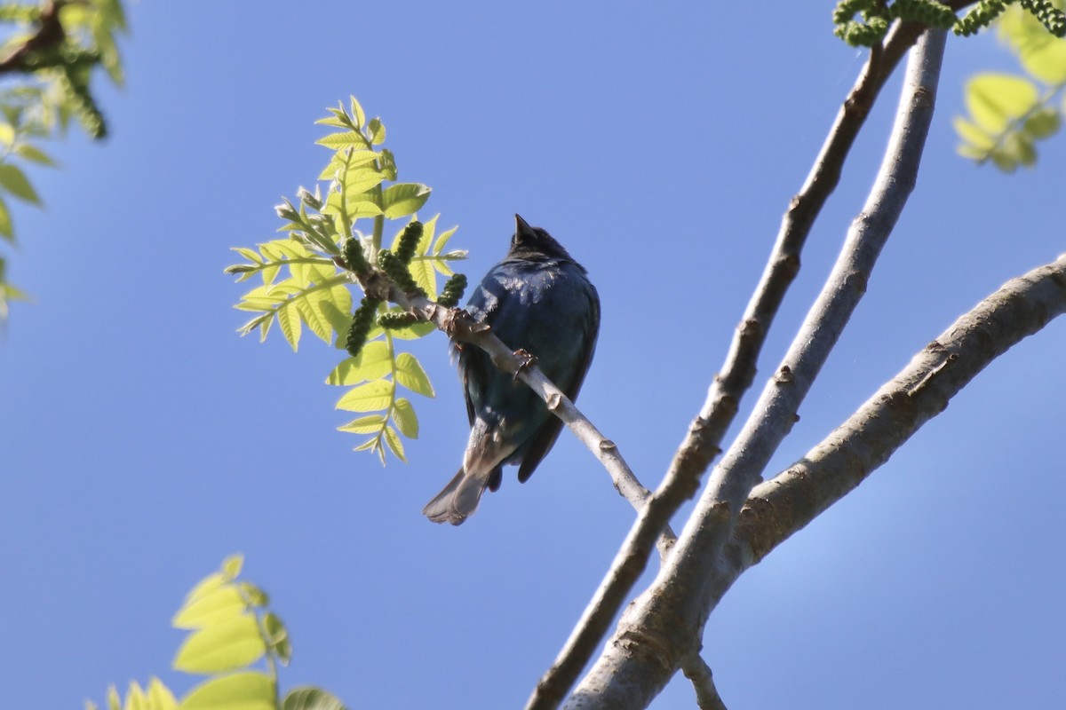Indigo Bunting - ML441655581