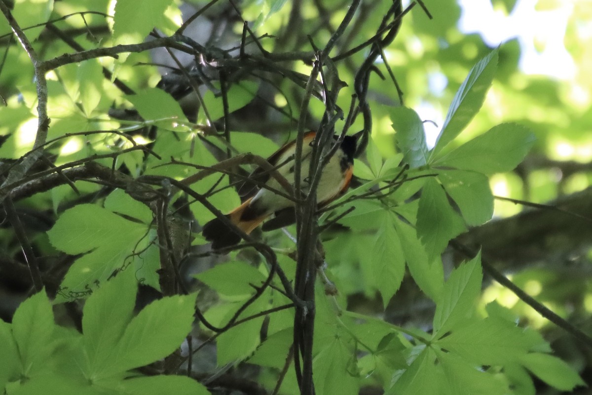 American Redstart - ML441655981
