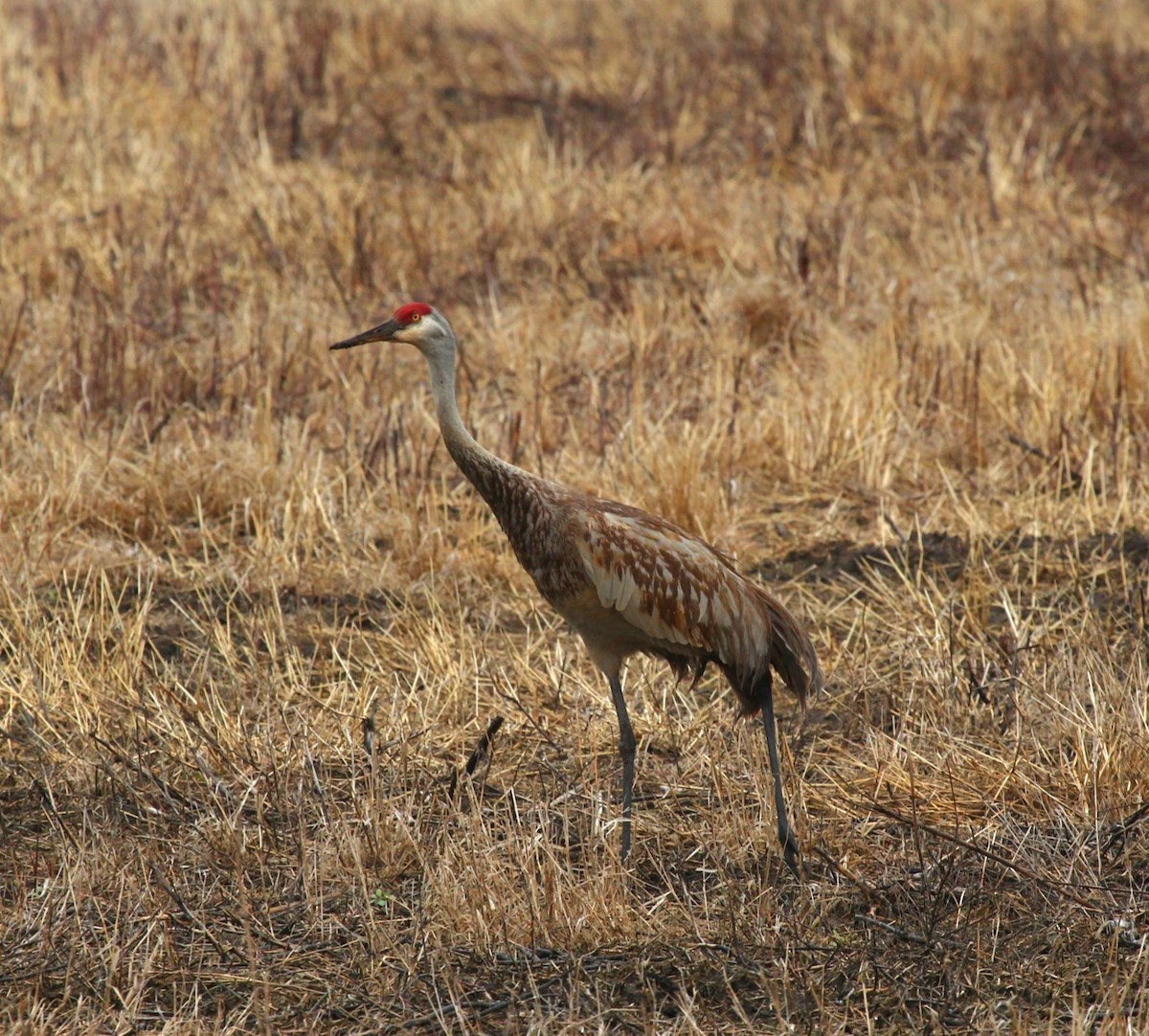 Sandhill Crane - ML441656861