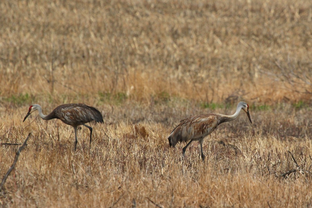 Sandhill Crane - ML441656891