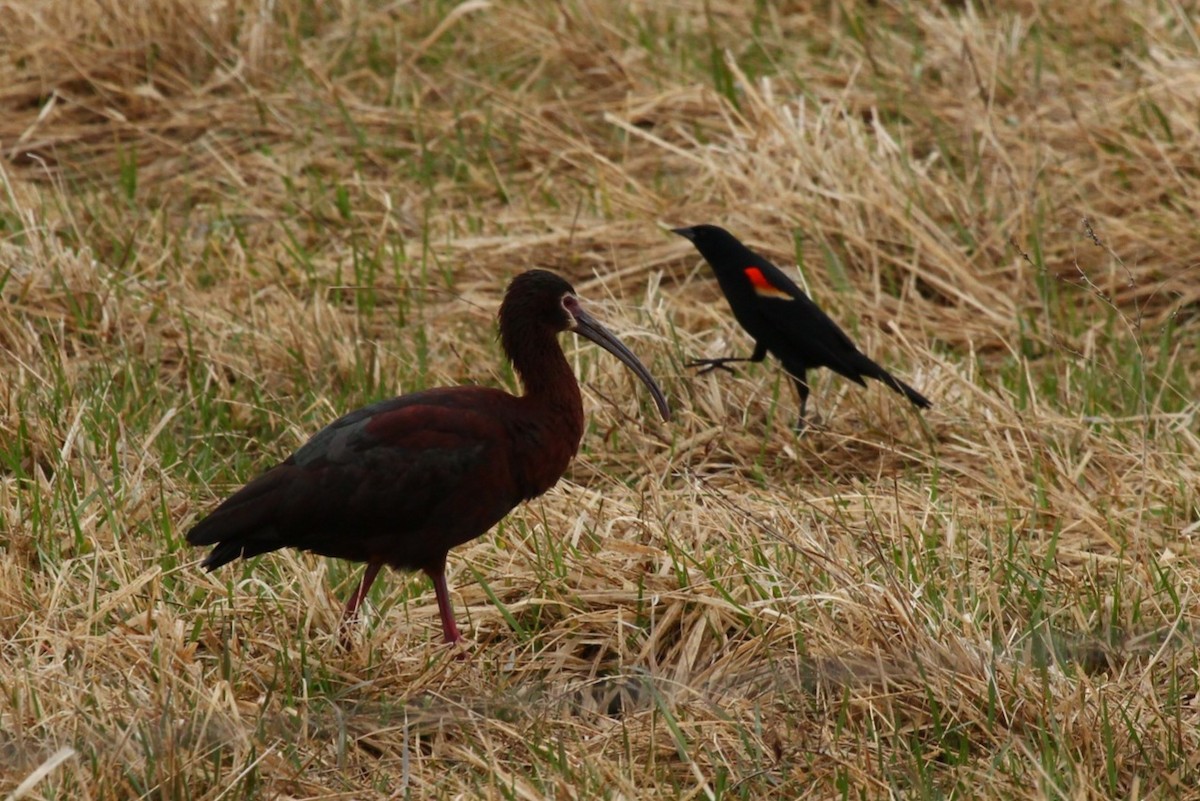 White-faced Ibis - ML441657171