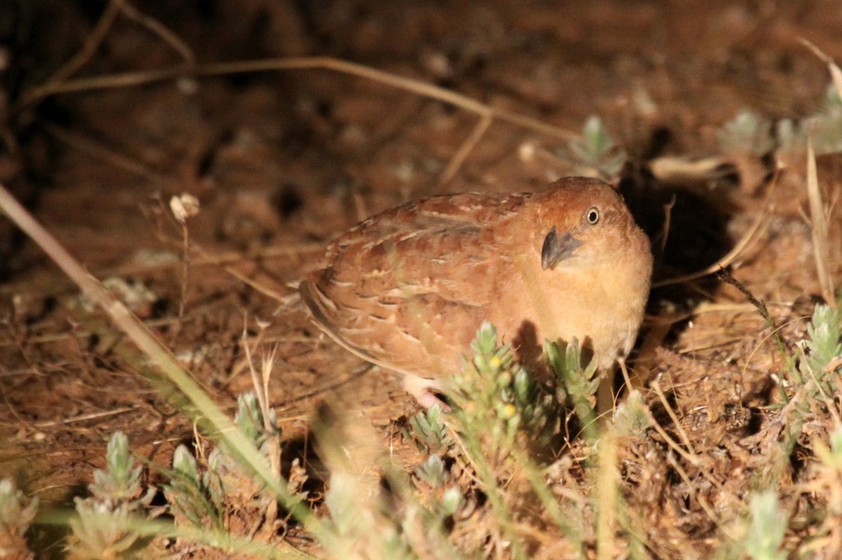 Little Buttonquail - ML441657201