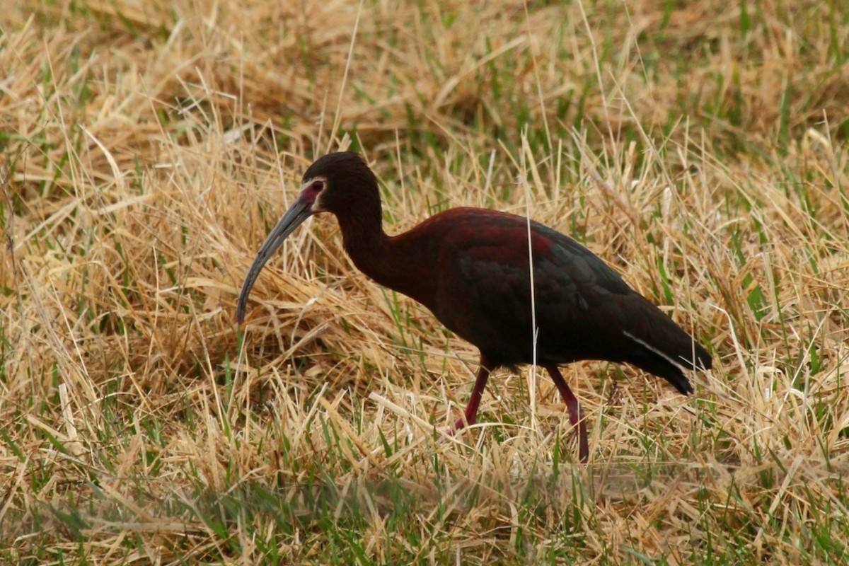 White-faced Ibis - ML441657211