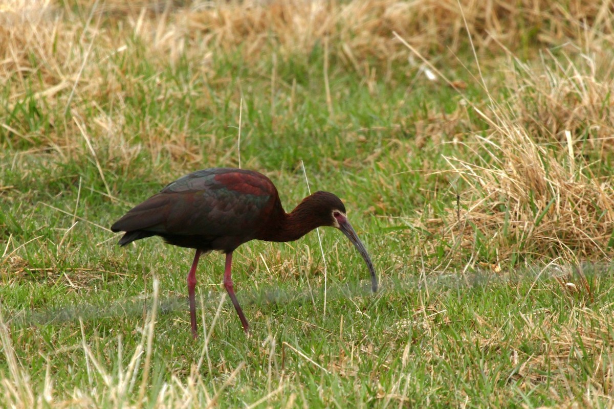White-faced Ibis - ML441657251