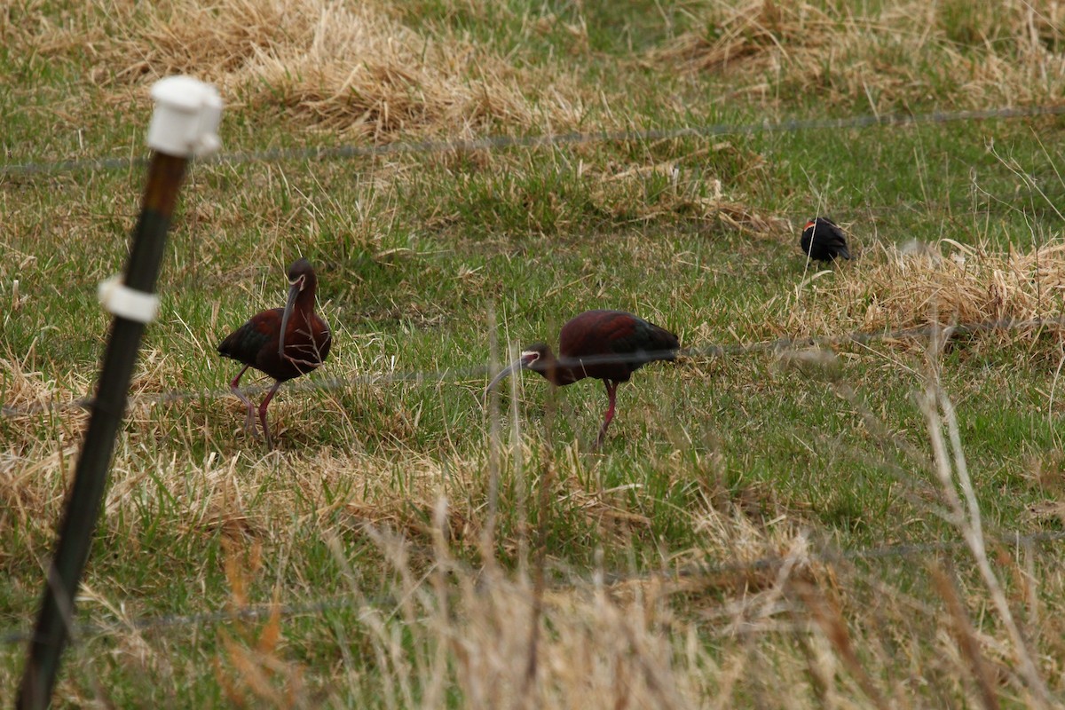 White-faced Ibis - ML441657261