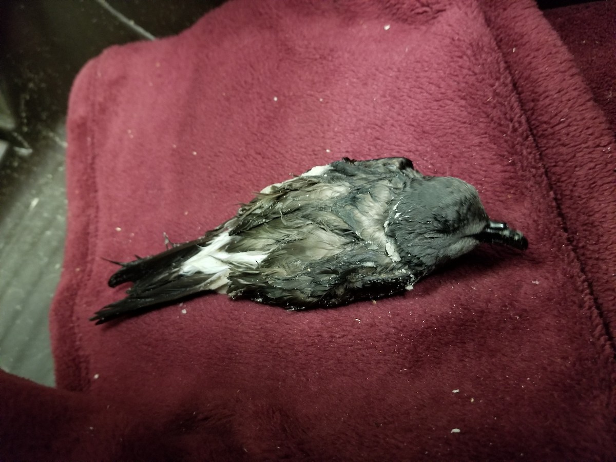 Leach's Storm-Petrel - ML441657291