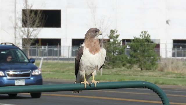 Swainson's Hawk - ML441657321