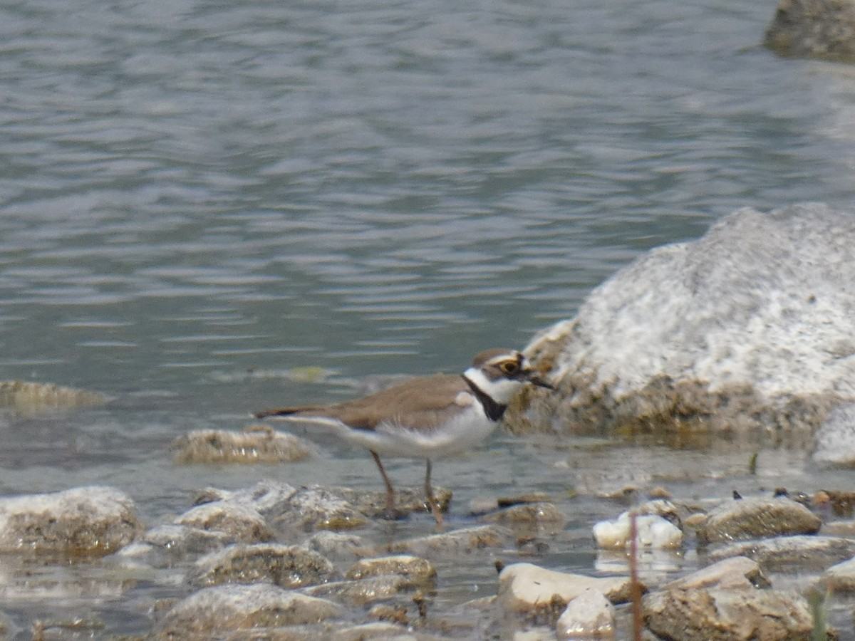 Little Ringed Plover - ML441657601