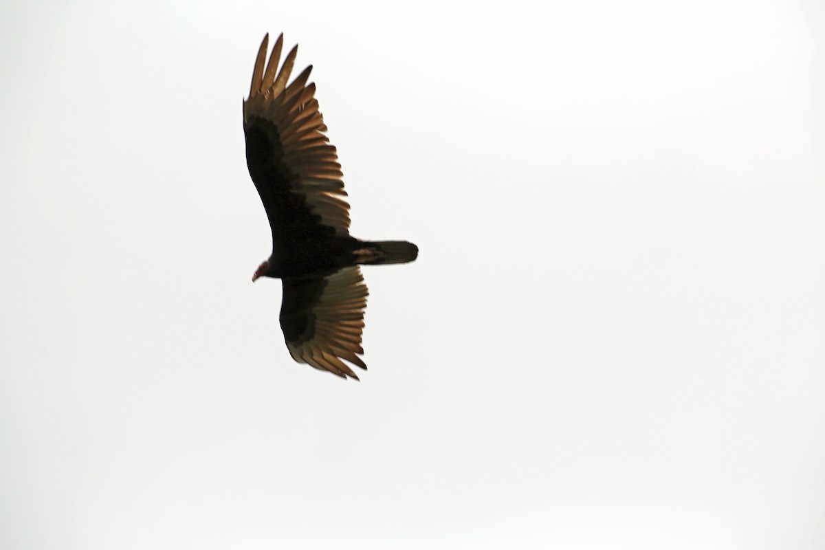 Turkey Vulture - ML441657991