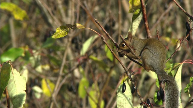 eastern gray squirrel - ML441658