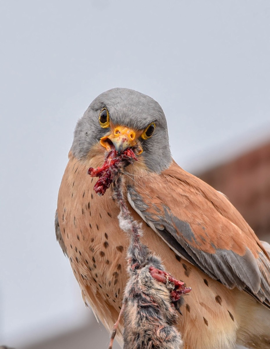 Lesser Kestrel - Christos Christodoulou