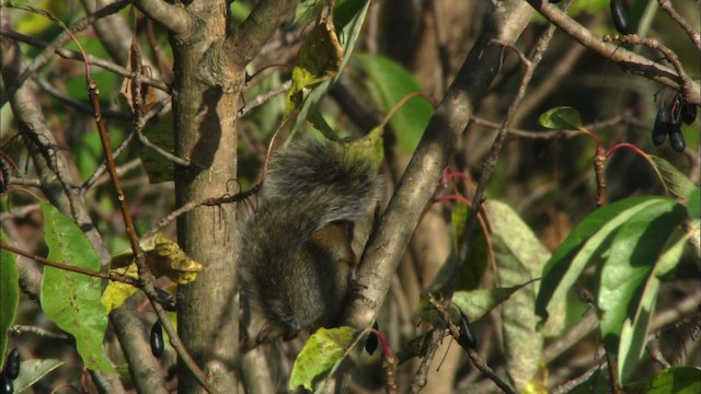 eastern gray squirrel - ML441660