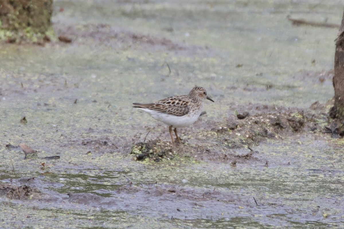 Least Sandpiper - ML441661191