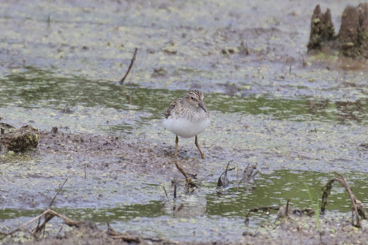 Least Sandpiper - ML441661211