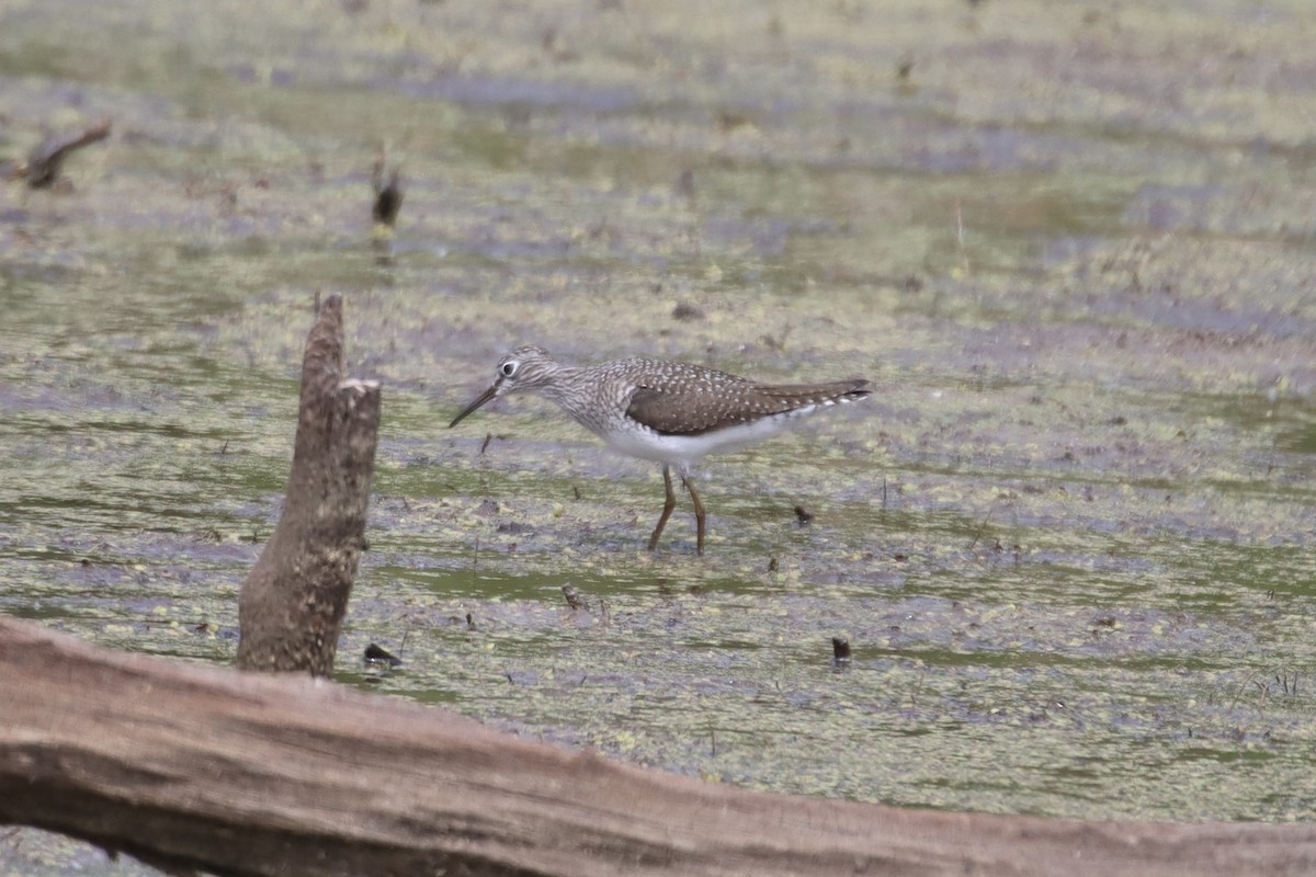 Solitary Sandpiper - ML441661311