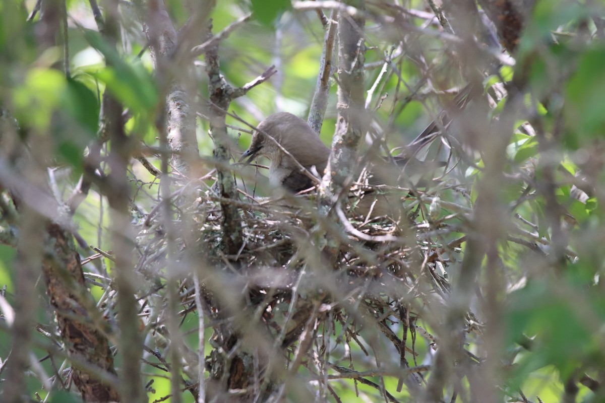 Northern Mockingbird - ML441661741