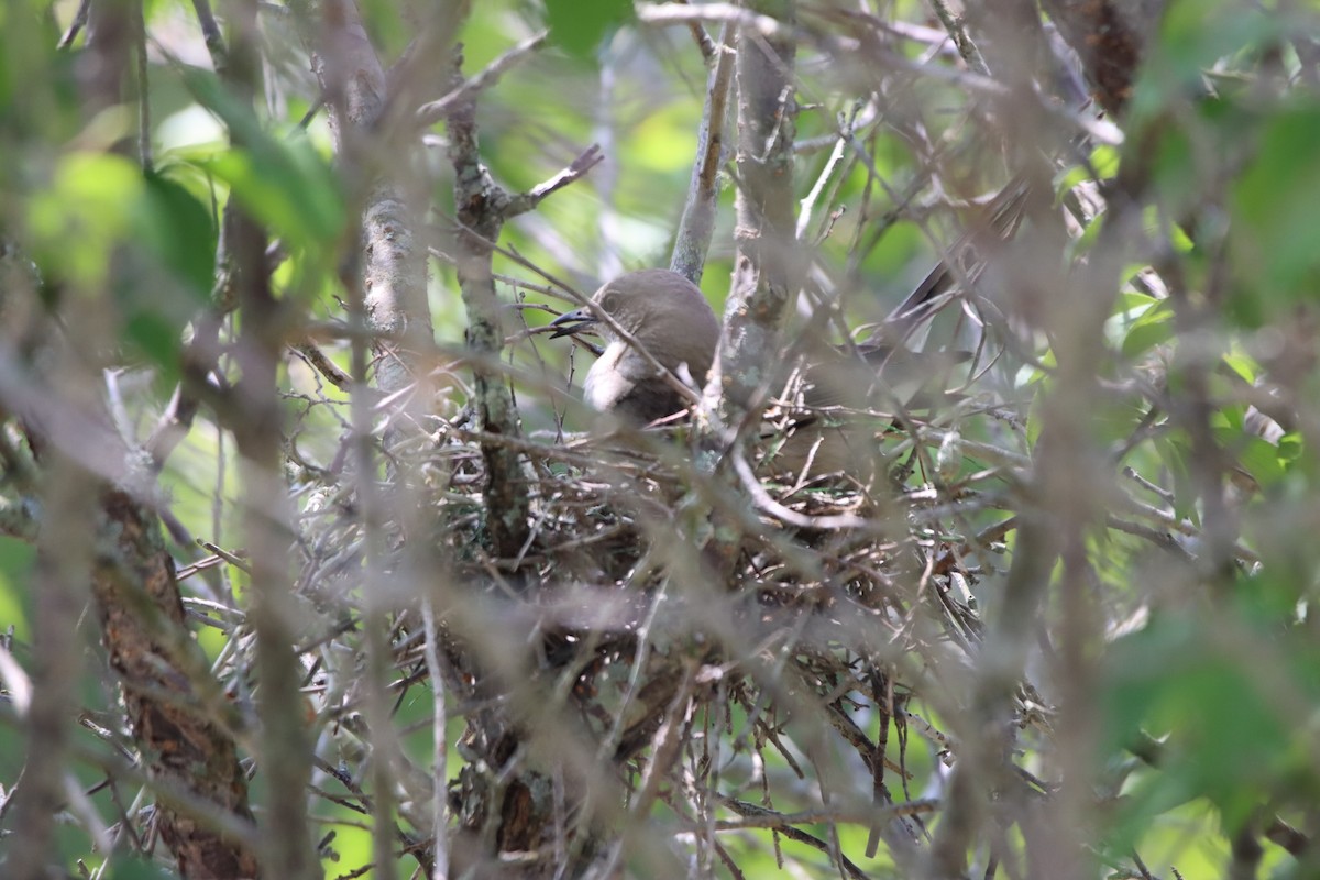 Northern Mockingbird - ML441661771