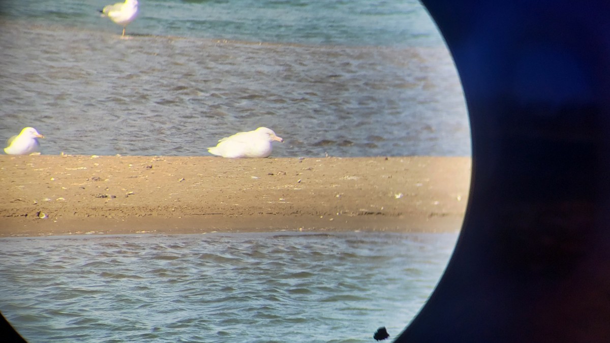 Glaucous Gull - ML441662141