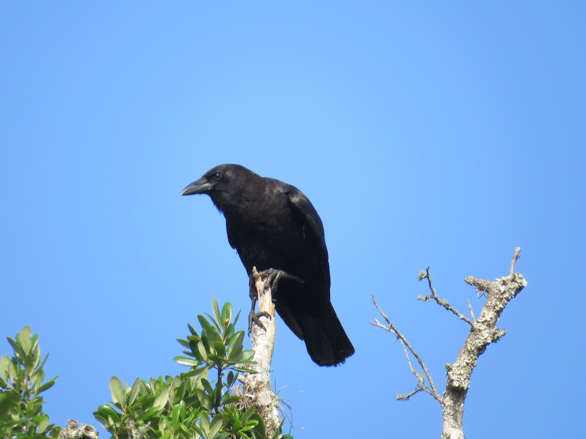 American Crow - ML441663091