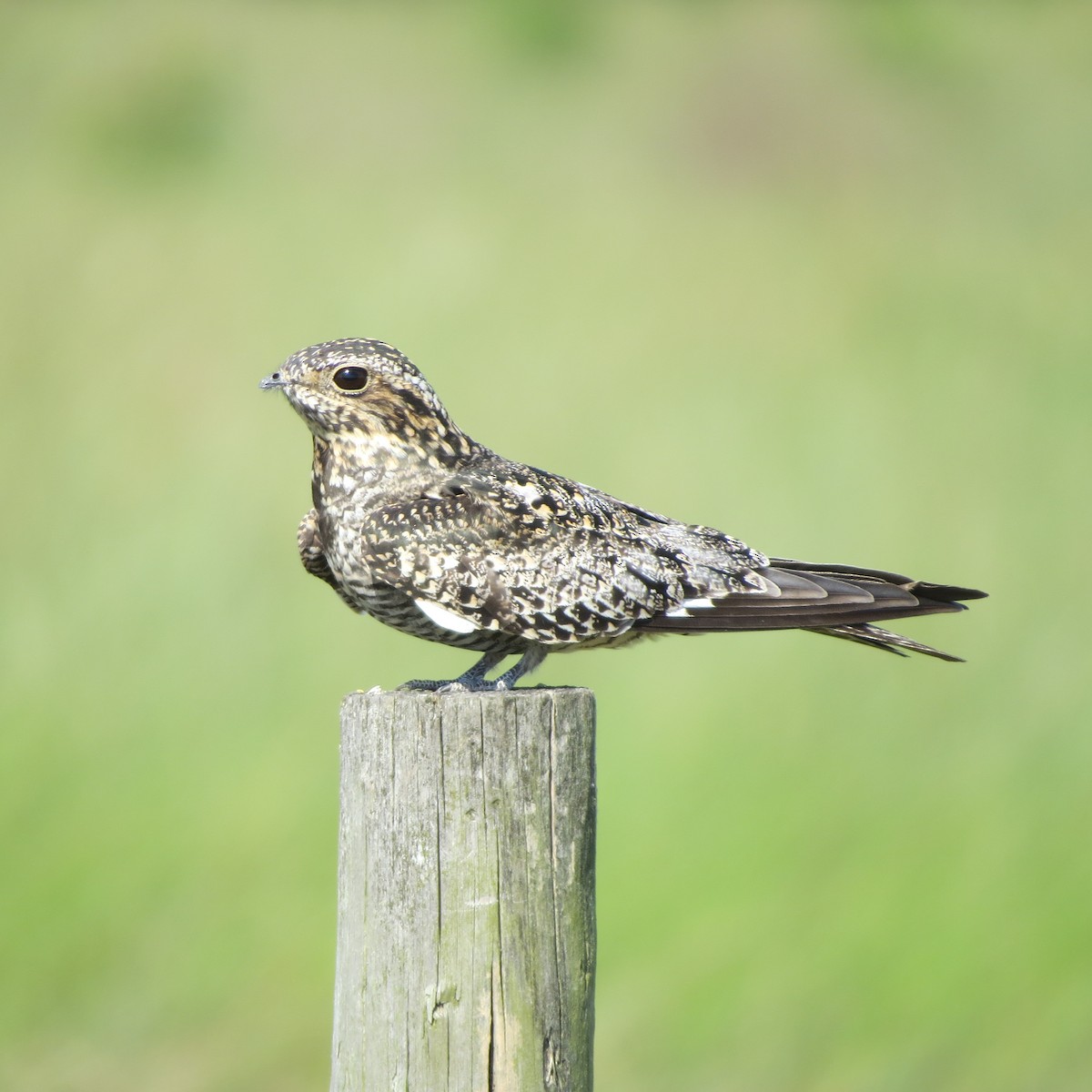 Common Nighthawk - Kathy Duret