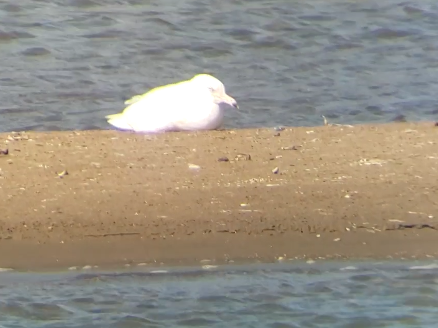 Glaucous Gull - ML441667321