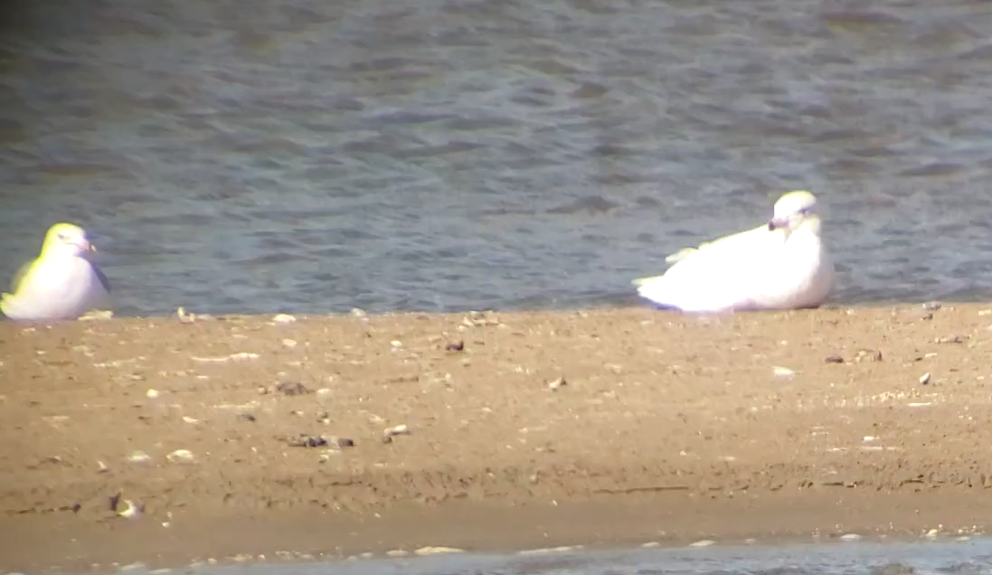 Glaucous Gull - ML441667331