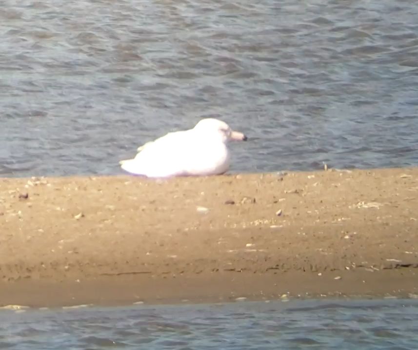 Glaucous Gull - ML441667341