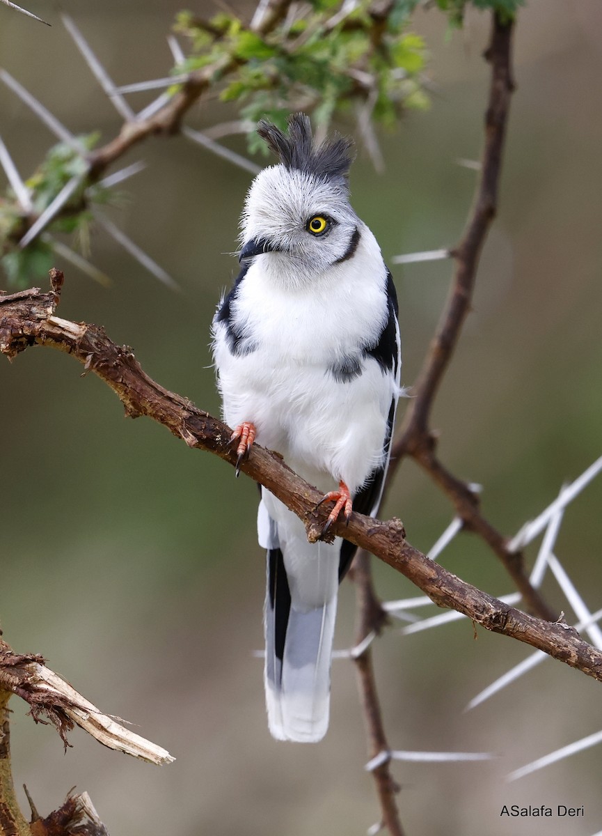 Gray-crested Helmetshrike - ML441667711