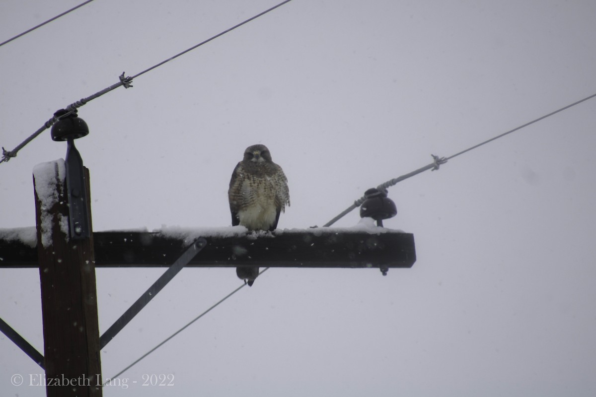 Swainson's Hawk - ML441668111