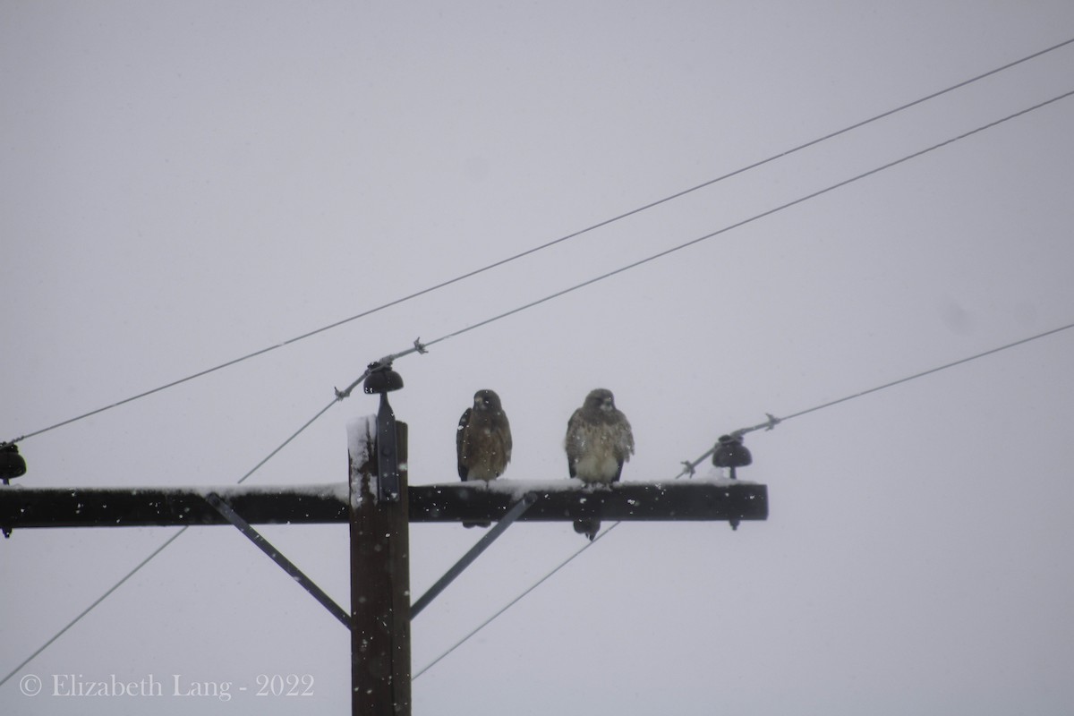 Swainson's Hawk - ML441668161