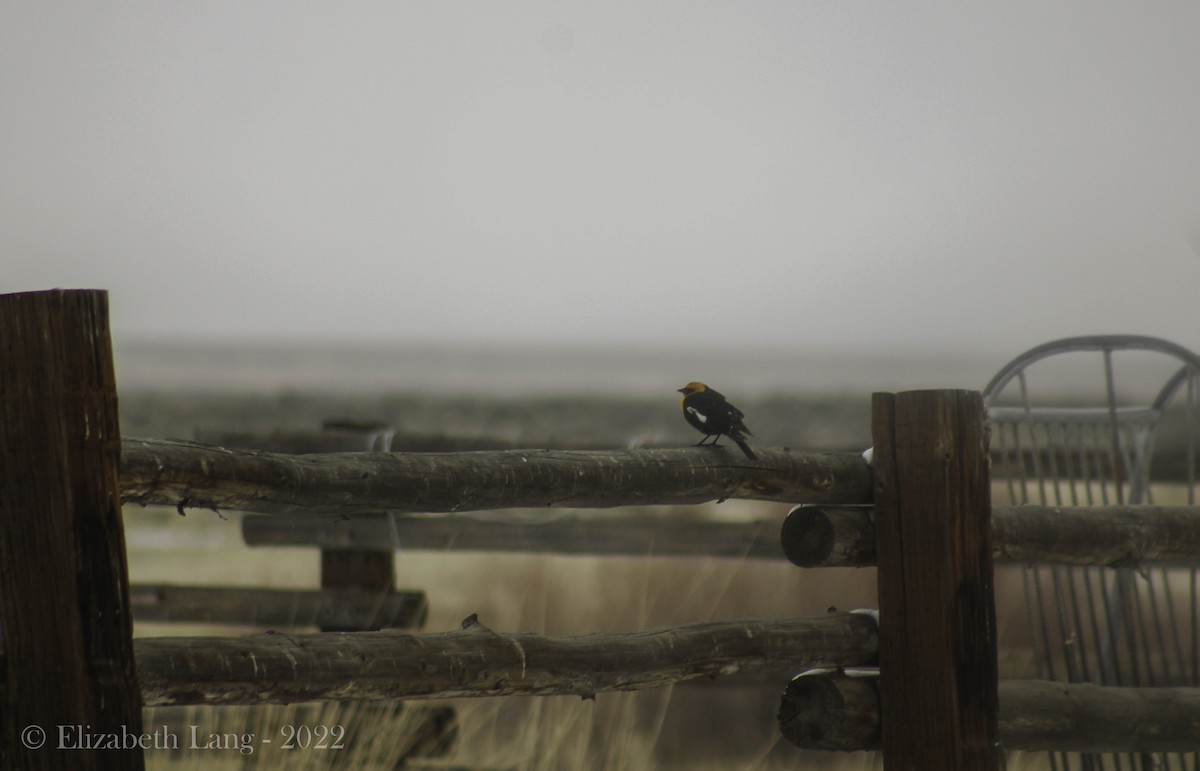 Yellow-headed Blackbird - ML441668381