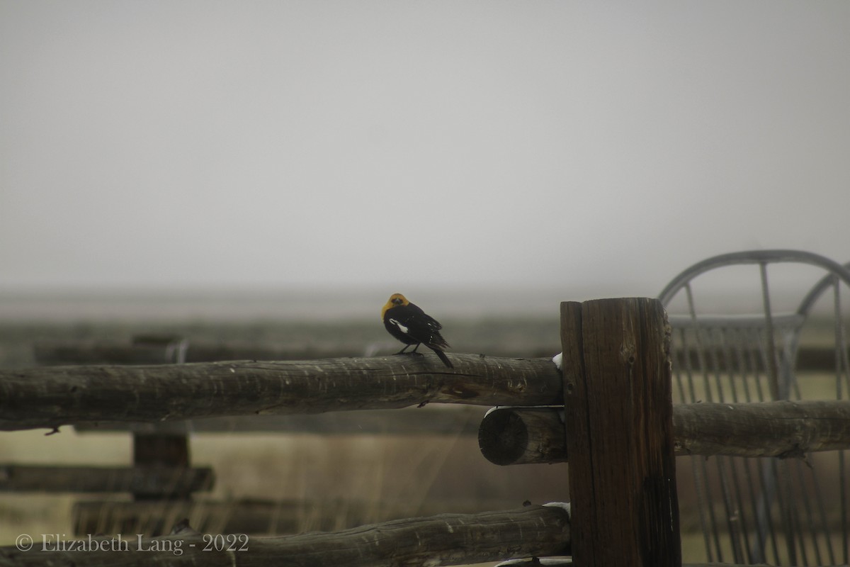 Yellow-headed Blackbird - ML441668401