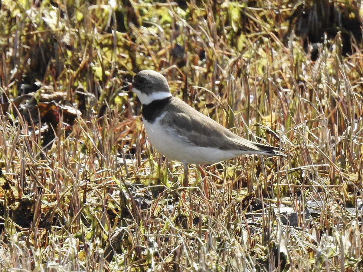 Semipalmated Plover - ML441669271