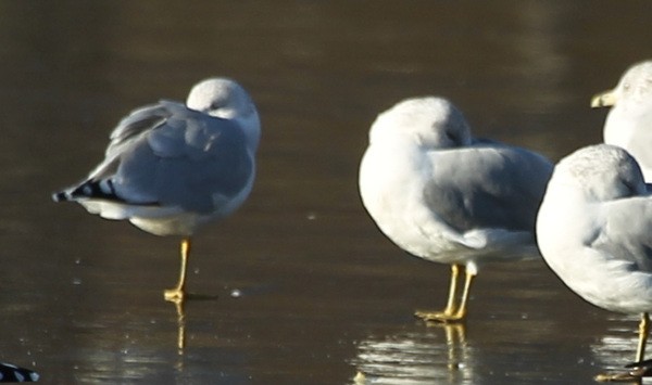 Ring-billed Gull - ML44166961