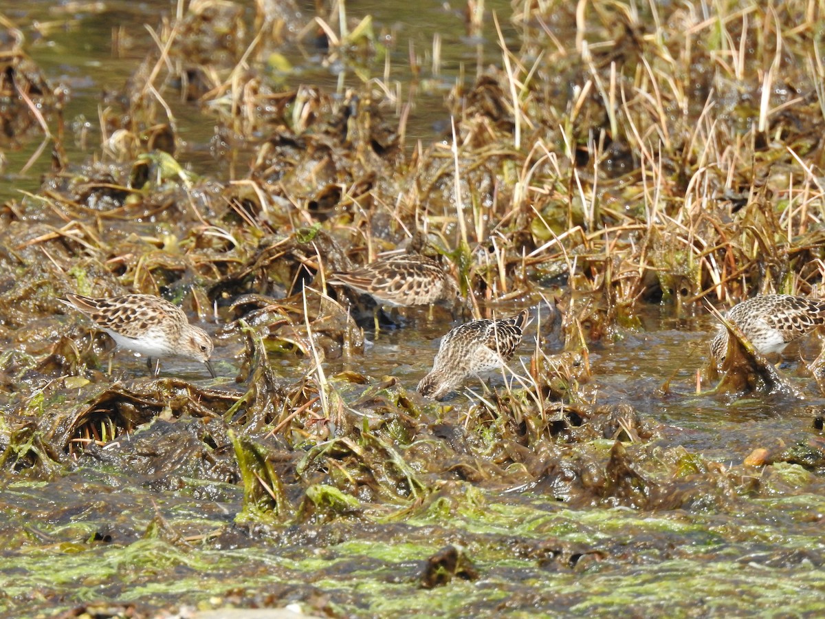 Least Sandpiper - ML441671581