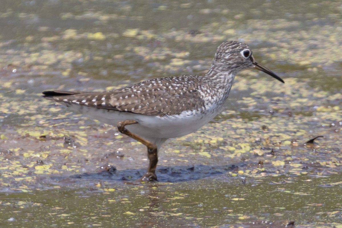 Solitary Sandpiper - ML441671621