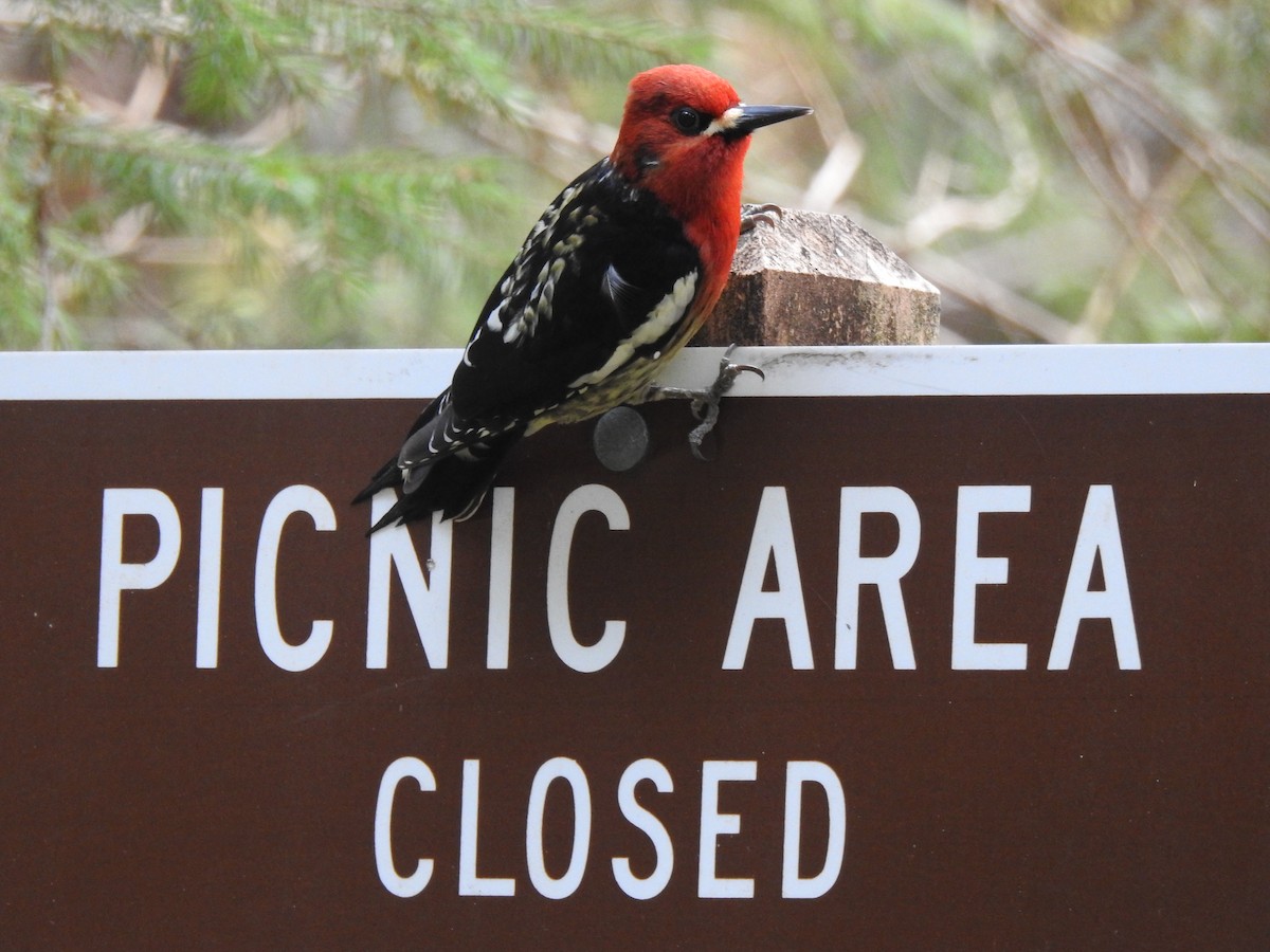 Red-breasted Sapsucker - Victoria Vosburg